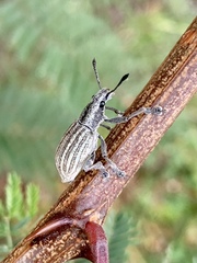 Ericydeus viridans