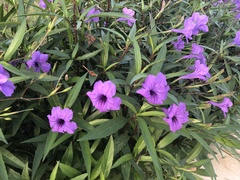 Ruellia simplex
