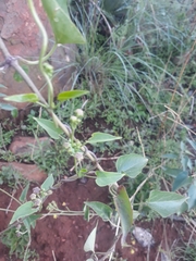 Pentarrhinum insipidum