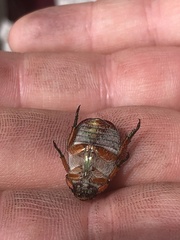 Anoplognathus multiseriatus