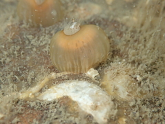 Anthothoe albocincta