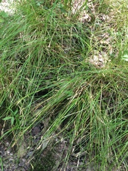 Carex bromoides