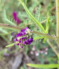 Dalea bicolor