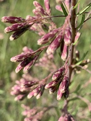 Chromolaena pulchella