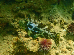Scobinichthys granulatus