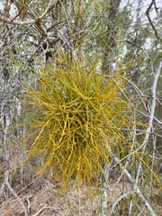 Viscum articulatum