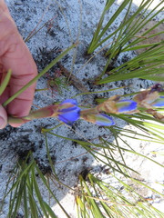 Aristea bracteata