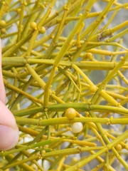 Viscum articulatum