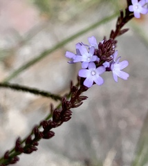 Verbena menthifolia