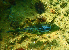 Scobinichthys granulatus