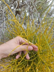 Viscum articulatum