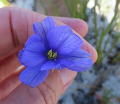 Aristea bracteata