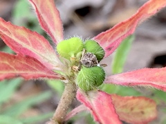 Euphorbia cuphosperma