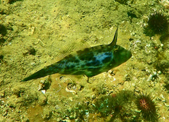 Scobinichthys granulatus
