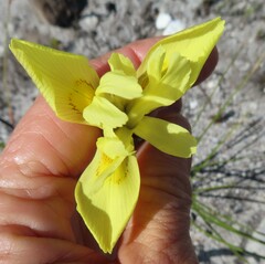 Moraea neglecta