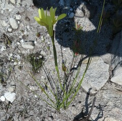 Moraea neglecta