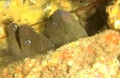 Gymnothorax mordax