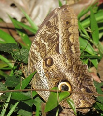 Caligo idomeneus