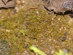 Ephemerum crassinervium