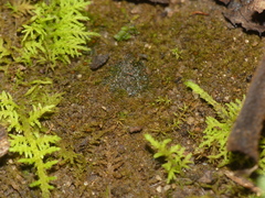 Ephemerum crassinervium