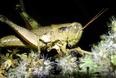 Melanoplus scudderi