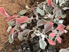 Eriogonum jamesii