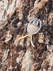 Poecilometis strigatus