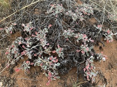 Eriogonum jamesii