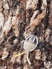 Poecilometis strigatus