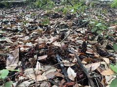 Kopsiopsis strobilacea