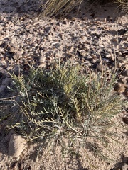 Hymenopappus filifolius