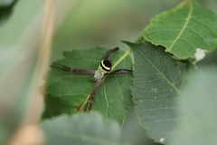 Argiope aetheroides