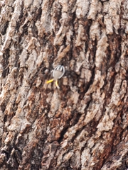 Poecilometis strigatus