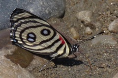 Catagramma hystaspes