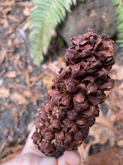 Kopsiopsis strobilacea