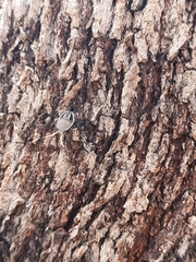 Poecilometis strigatus