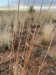 Bouteloua curtipendula