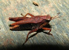 Tettigidea