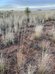 Bouteloua curtipendula