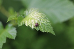 Eysarcoris guttigerus