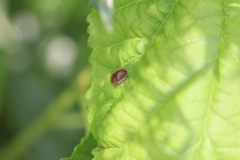 Cassida fuscorufa