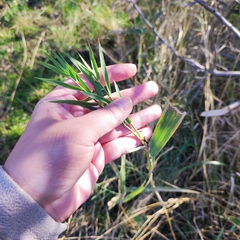 Phragmites australis altissimus