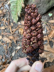 Kopsiopsis strobilacea