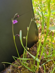 Arthropodium minus