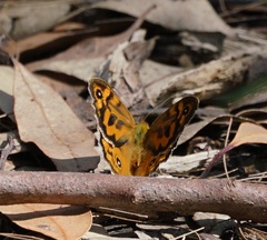Heteronympha merope