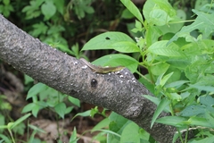 Takydromus septentrionalis