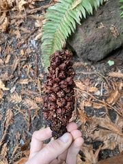 Kopsiopsis strobilacea