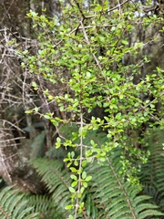 Coprosma wallii