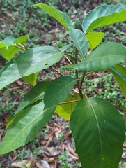 Ficus variegata garciae