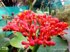 Jatropha podagrica